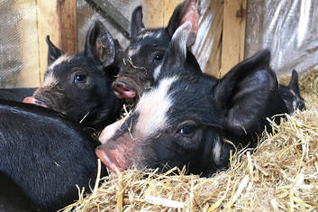 CSA, free range, ethically raised, pastured Berkshire pork TasmaniaPicture