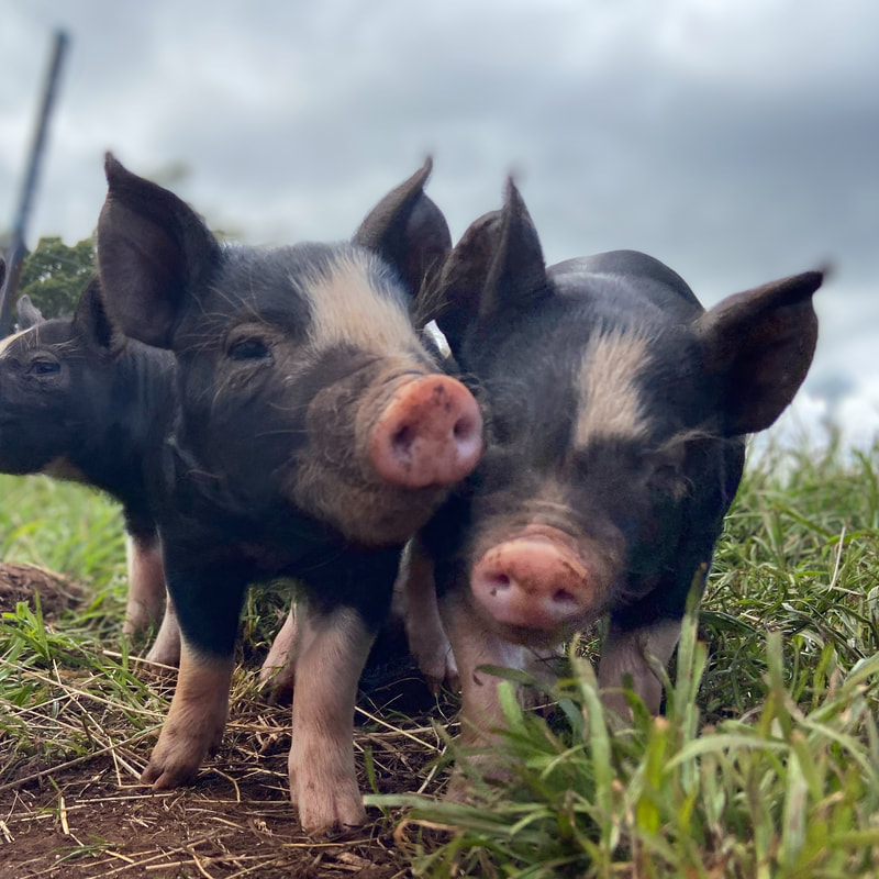 Two curious piglets at Fork it FARM, exemplifying the charming farm animals you can meet during a farmstay in Tasmania