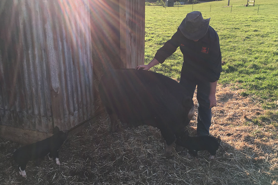 free range, ethically raised, pastured pork tasmania